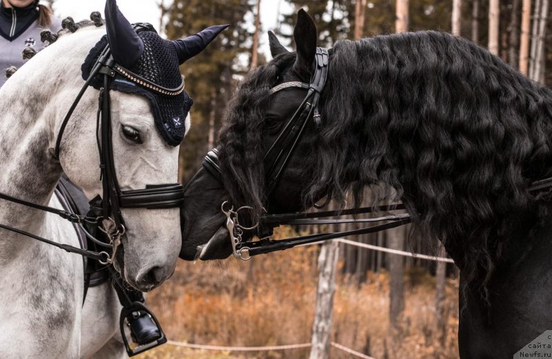 Фотография № 239371