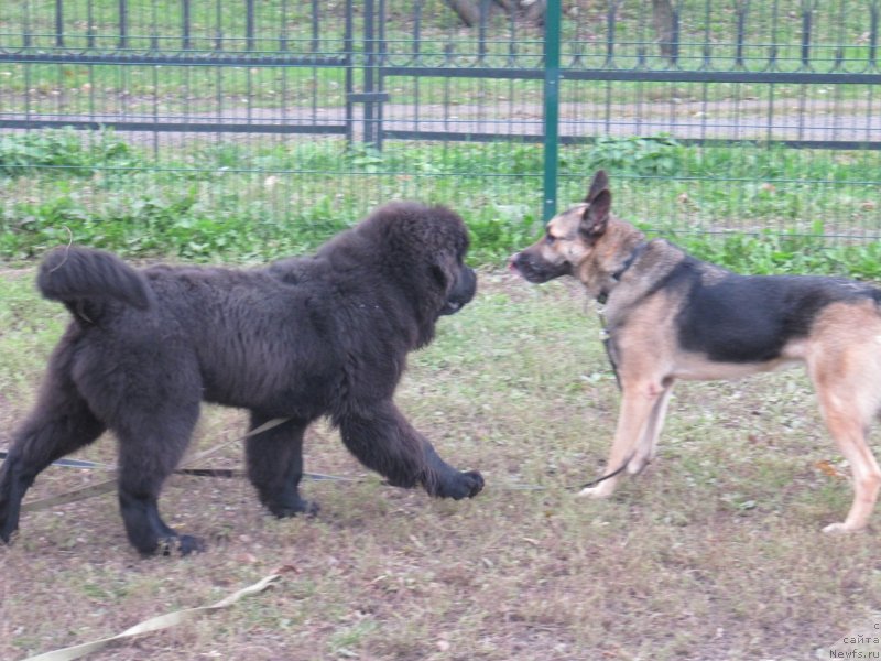 Фотография № 239375