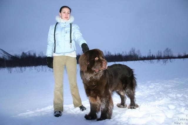 Фото: ньюфаундленд Zorran Snejnyiy Podarok (Зорран Снежный Подарок)