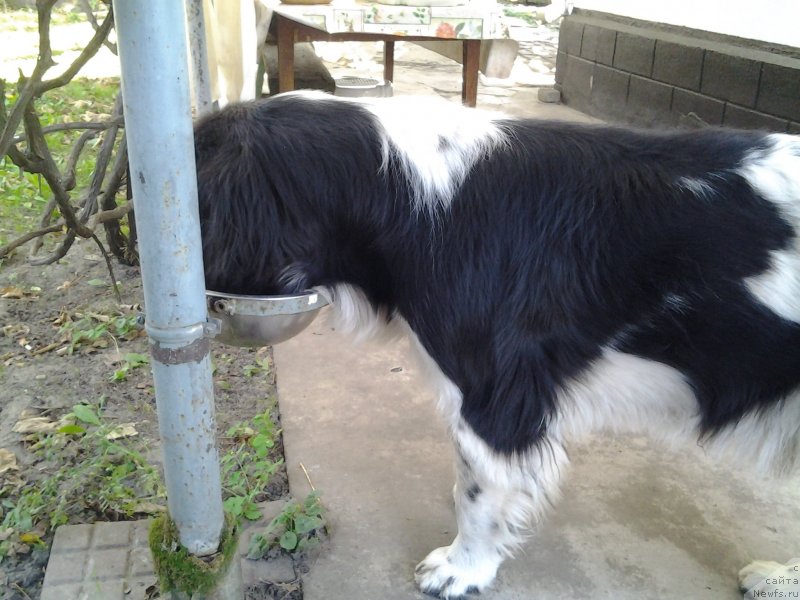 Фото: ньюфаундленд Dar Bogov from Rashn Bear (Дар Богов фром Рашн Беар)