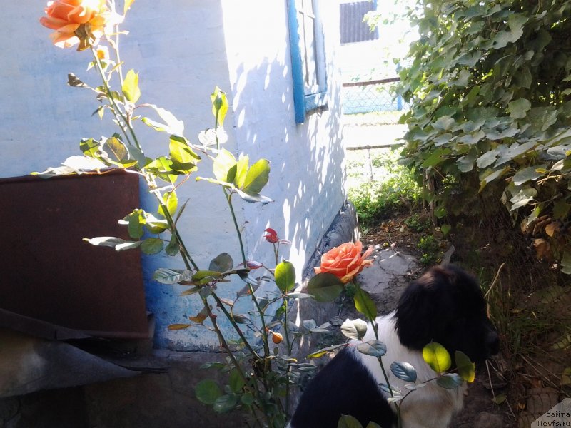 Фото: ньюфаундленд Dar Bogov from Rashn Bear (Дар Богов фром Рашн Беар)