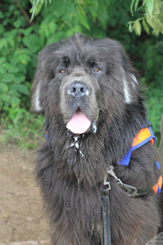 Фото: ньюфаундленд Angel Khranitel Gruffidd (Ангел Хранитель Граффидд)