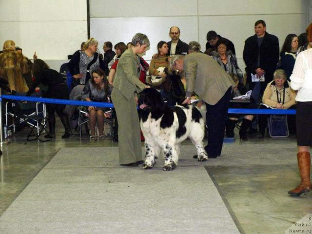 Фото: ньюфаундленд Super Bizon Aisberg (Супер Бизон Айсберг)