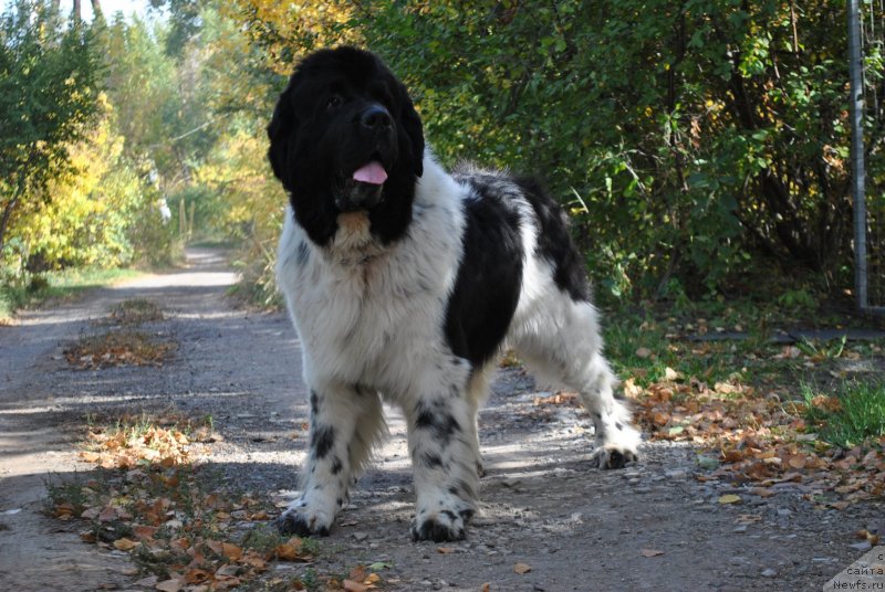 Фотография № 239403