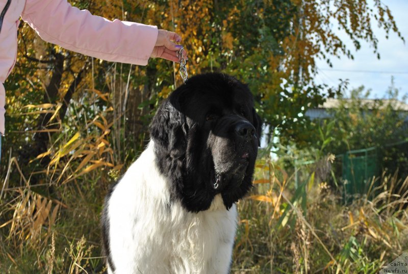 Фотография № 239405