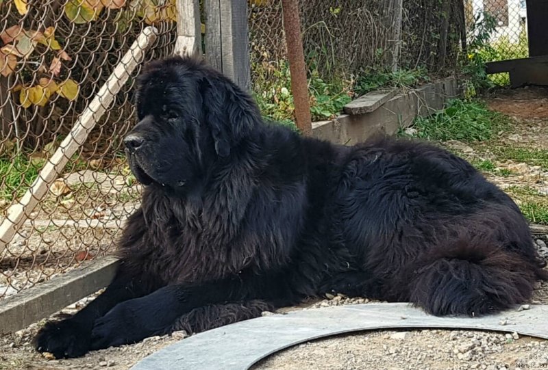 Фото: ньюфаундленд Njufort Atlantida (Ньюфорт Атлантида)