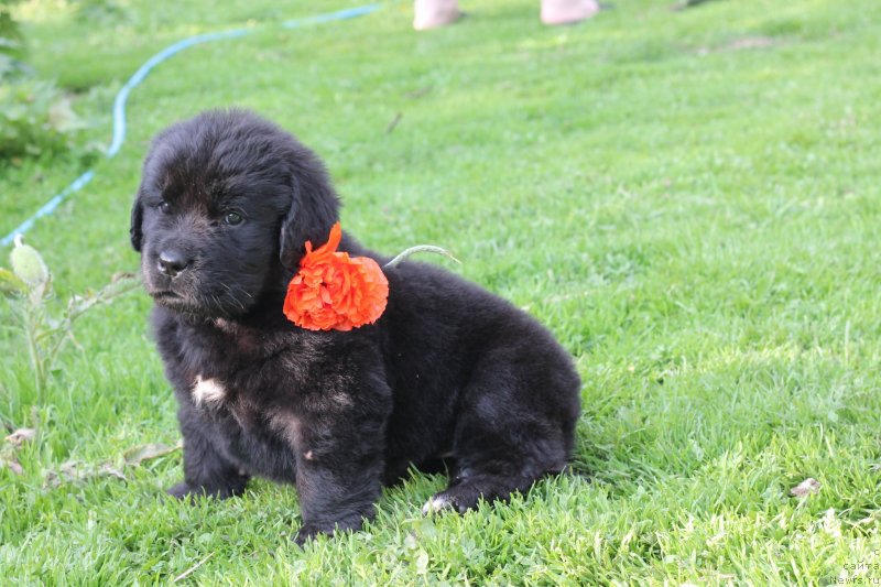 Фото: ньюфаундленд Obush Shed Indulgenza Plenaria (Обуш Шед Индульгенза Пленариа)