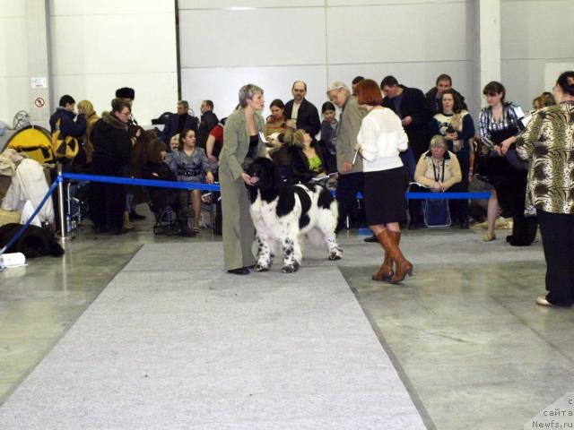 Фото: ньюфаундленд Super Bizon Aisberg (Супер Бизон Айсберг)