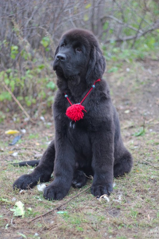 Фото: ньюфаундленд Obush Shed Indulgenza Plenaria (Обуш Шед Индульгенза Пленариа)