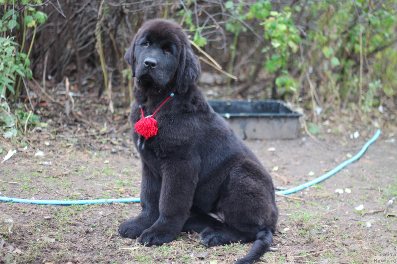 Фото: ньюфаундленд Obush Shed Indulgenza Plenaria (Обуш Шед Индульгенза Пленариа)