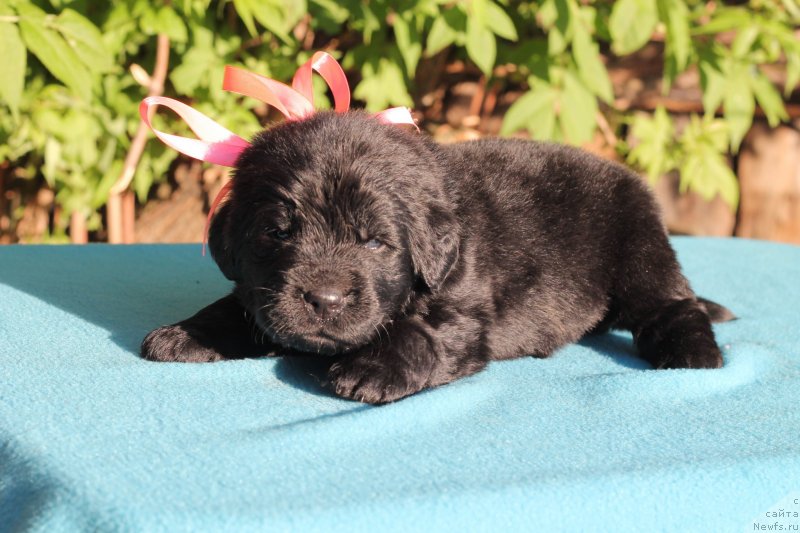 Фото: ньюфаундленд Obush Shed Innerste I Min Sjels (Обуш Шед Иннерсте И Мин Сйелс)