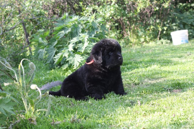 Фото: ньюфаундленд Obush Shed Innerste I Min Sjels (Обуш Шед Иннерсте И Мин Сйелс)