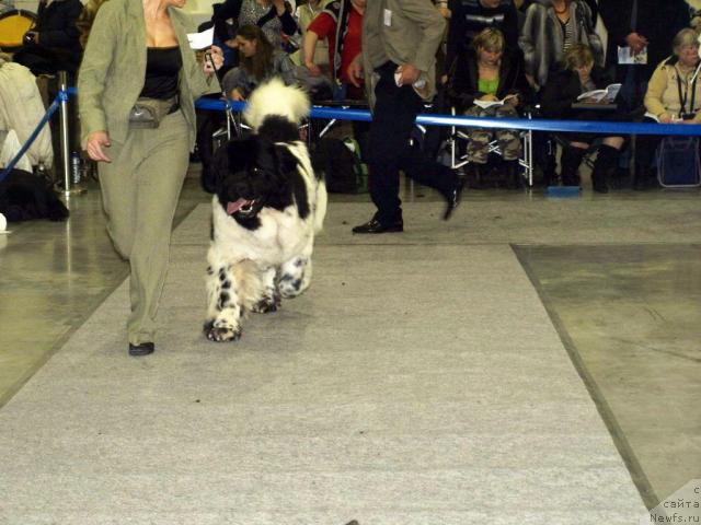 Фото: ньюфаундленд Super Bizon Aisberg (Супер Бизон Айсберг)