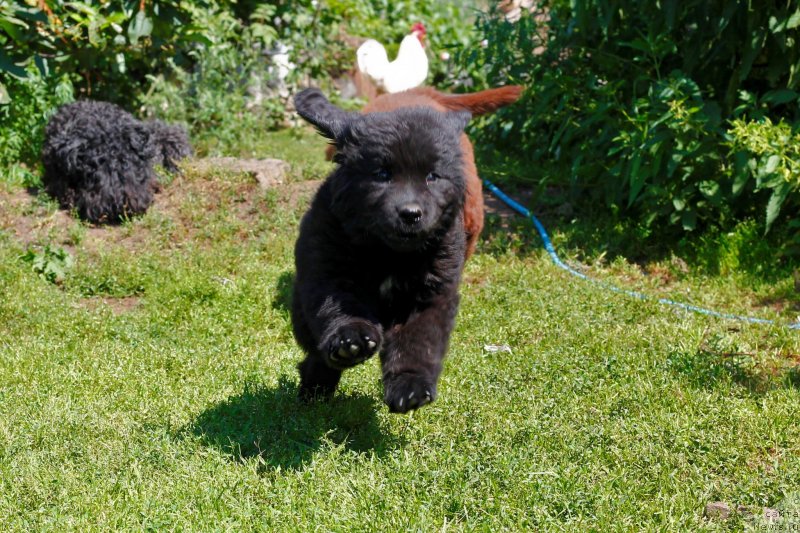 Фото: ньюфаундленд Obush Shed Innerste I Min Sjels (Обуш Шед Иннерсте И Мин Сйелс)