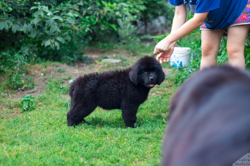 Фото: ньюфаундленд Obush Shed Innerste I Min Sjels (Обуш Шед Иннерсте И Мин Сйелс)