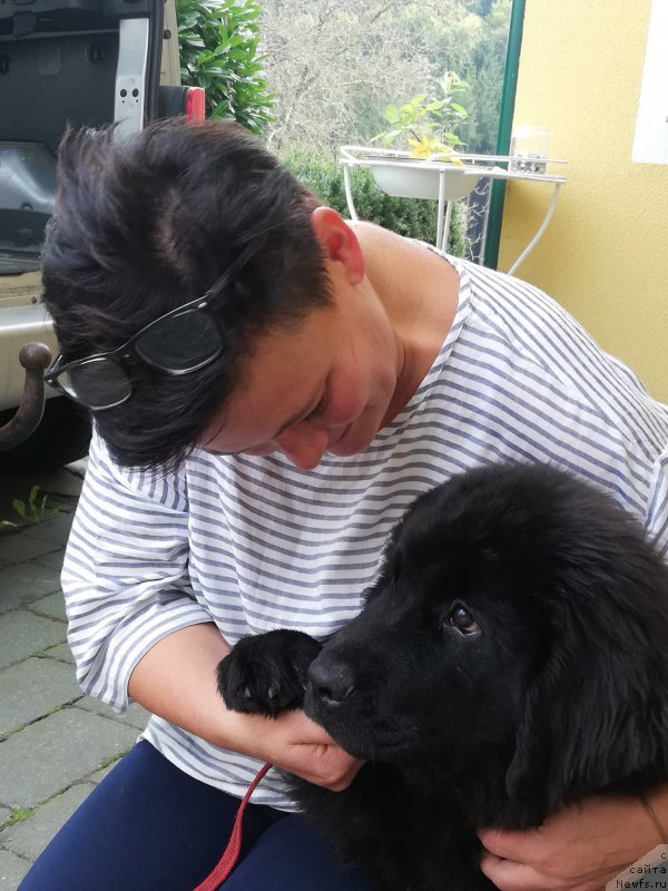 Фото: ньюфаундленд Obush Shed Innerste I Min Sjels (Обуш Шед Иннерсте И Мин Сйелс)