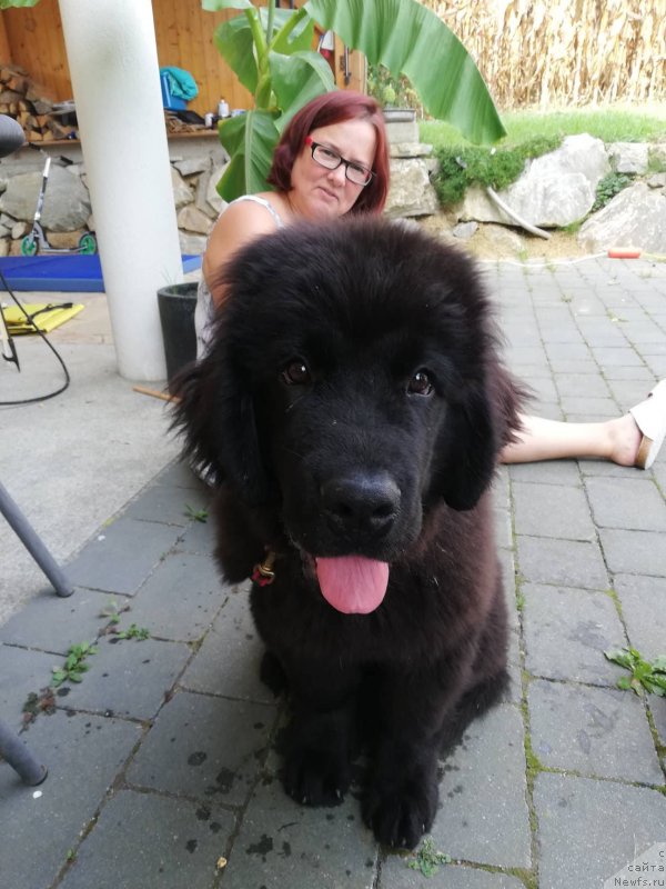 Фото: ньюфаундленд Obush Shed Innerste I Min Sjels (Обуш Шед Иннерсте И Мин Сйелс)