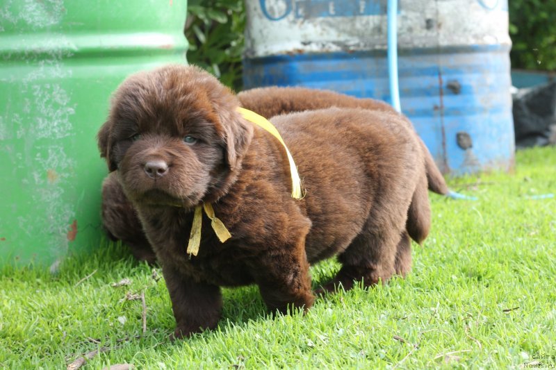 Фото: ньюфаундленд Obush Shed Inu No Kuma (Обуш Шед Ину Но Кума)