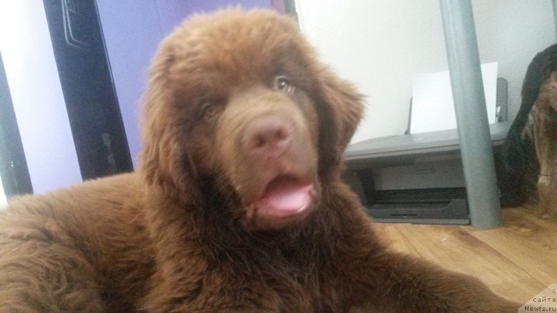 Фото: ньюфаундленд Obush Shed Inu No Kuma (Обуш Шед Ину Но Кума)