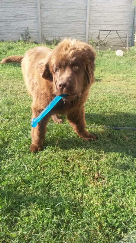 Фото: ньюфаундленд Obush Shed Inu No Kuma (Обуш Шед Ину Но Кума)