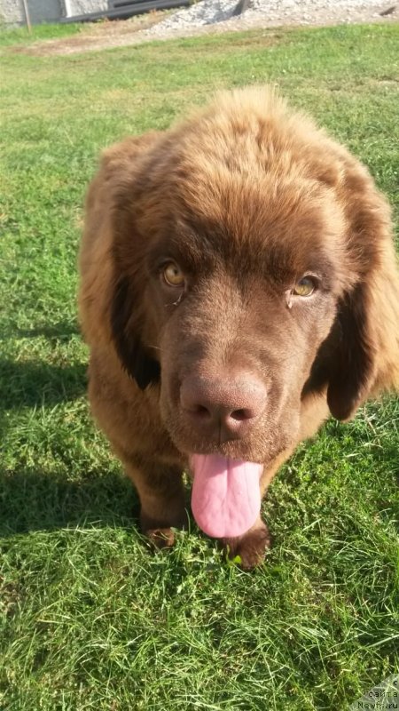 Фото: ньюфаундленд Obush Shed Inu No Kuma (Обуш Шед Ину Но Кума)