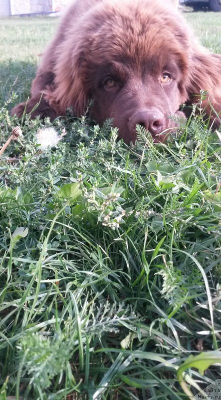 Фото: ньюфаундленд Obush Shed Inu No Kuma (Обуш Шед Ину Но Кума)