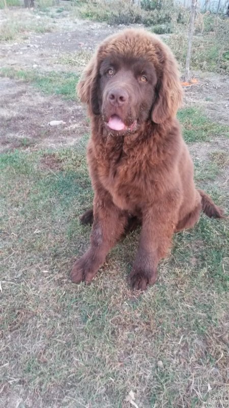 Фото: ньюфаундленд Obush Shed Inu No Kuma (Обуш Шед Ину Но Кума)