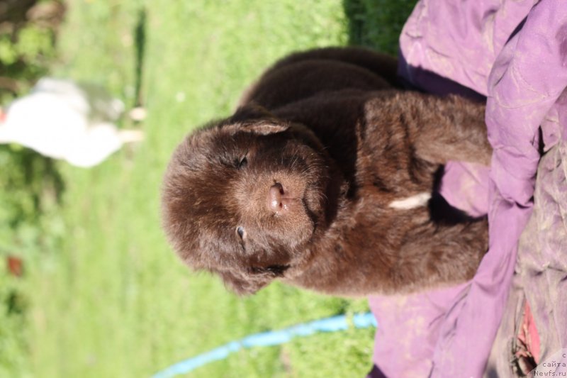 Фото: ньюфаундленд Obush Shed Ilsalamander (Обуш Шед Илдсаламандер)