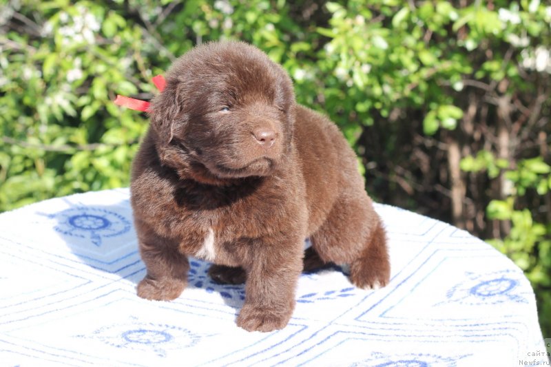 Фото: ньюфаундленд Obush Shed Ilsalamander (Обуш Шед Илдсаламандер)