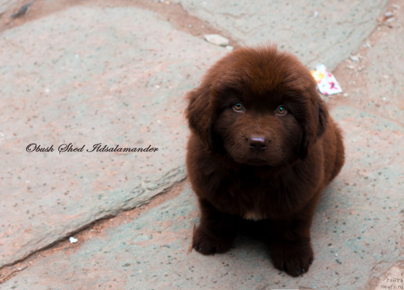 Фото: ньюфаундленд Obush Shed Ilsalamander (Обуш Шед Илдсаламандер)