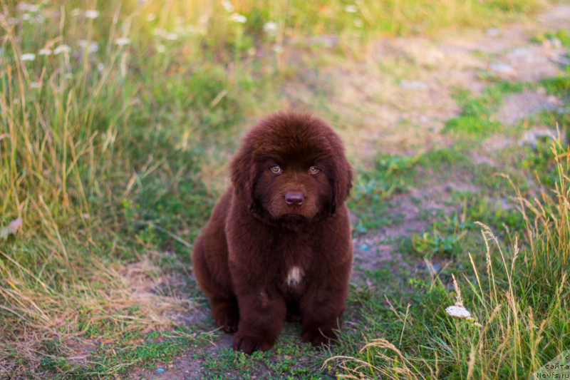 Фото: ньюфаундленд Obush Shed Ilsalamander (Обуш Шед Илдсаламандер)