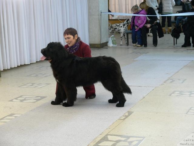 Фото: ньюфаундленд Potap SHalen (Потап Шален)