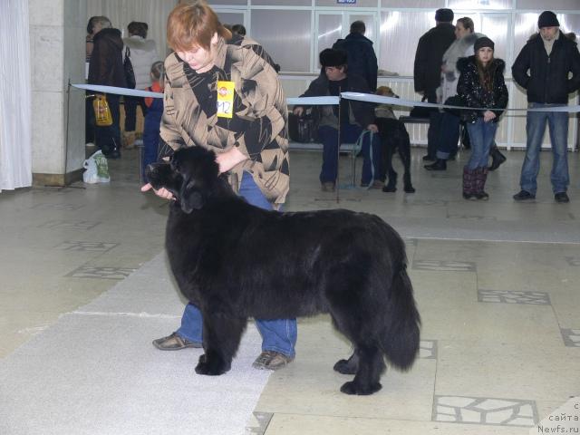 Фото: Irina Gabova (Ирина Габова), ньюфаундленд Aquatoriya Kelvin Zaznoba (Акватория Келвин Зазноба)
