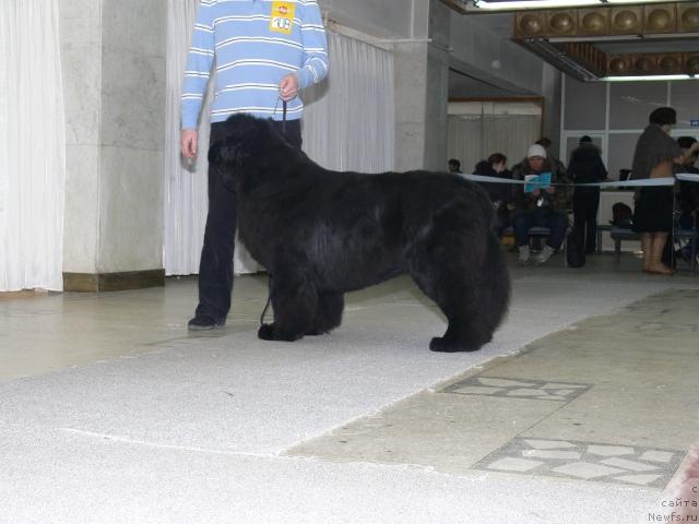 Фото: ньюфаундленд Dendi Denger iz Medvejyego Yara (Денди Денжер из Медвежьего Яра)