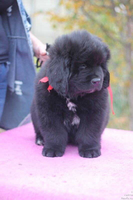 Фото: ньюфаундленд Obush Shed Love Me Tender (Обуш Шед Лав Ми Тендер)