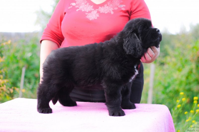 Фото: ньюфаундленд Obush Shed Kuroi Hoshi (Обуш Шед Курои Хоши)