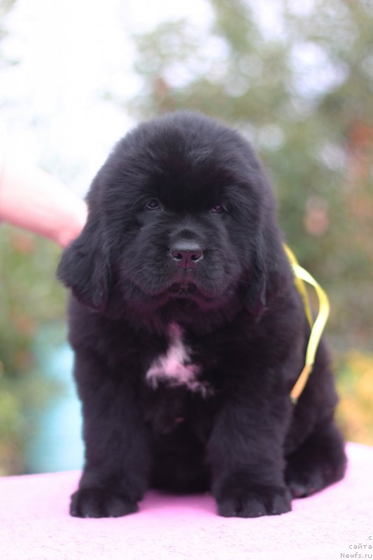 Фото: ньюфаундленд Obush Shed Kuroi Hoshi (Обуш Шед Курои Хоши)