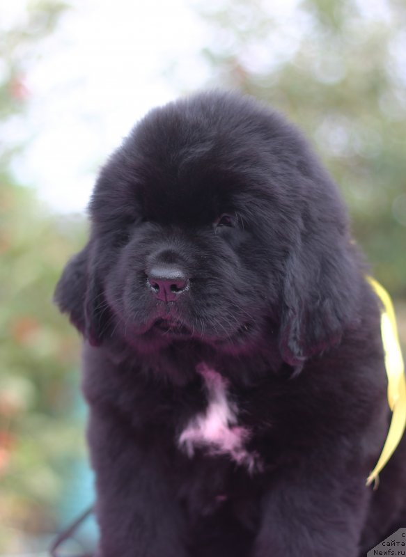 Фото: ньюфаундленд Obush Shed Kuroi Hoshi (Обуш Шед Курои Хоши)