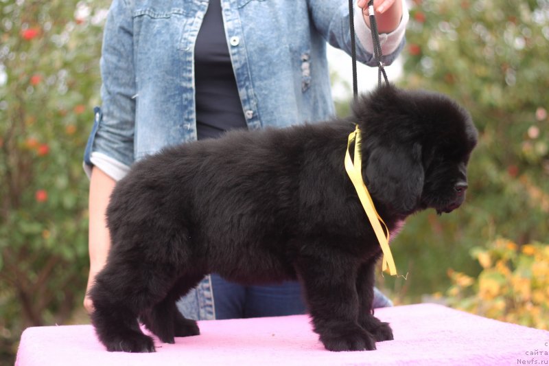 Фото: ньюфаундленд Obush Shed Kuroi Hoshi (Обуш Шед Курои Хоши)