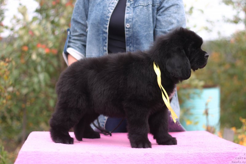 Фото: ньюфаундленд Obush Shed Kuroi Hoshi (Обуш Шед Курои Хоши)