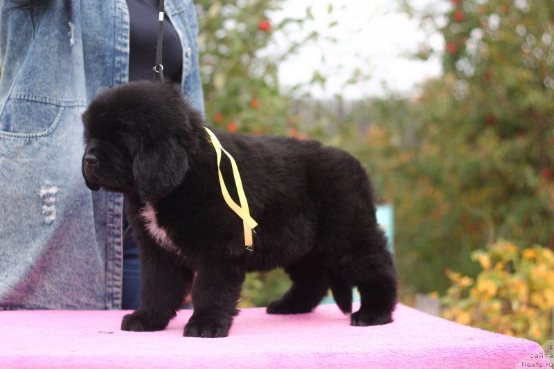 Фото: ньюфаундленд Obush Shed Kuroi Hoshi (Обуш Шед Курои Хоши)