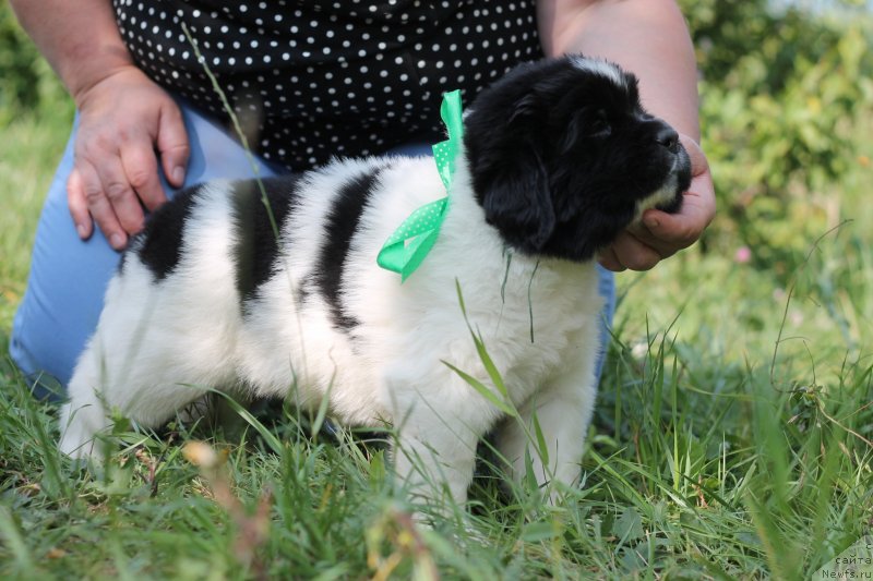 Фото: ньюфаундленд Obush Shed Kawai Panda (Обуш Шед Каваи Панда)