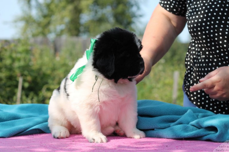 Фото: ньюфаундленд Obush Shed Kawai Panda (Обуш Шед Каваи Панда)