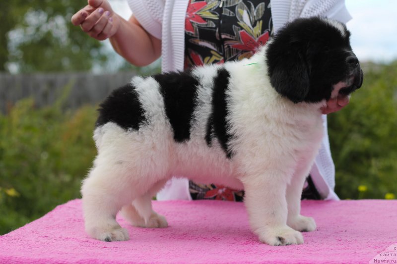 Фото: ньюфаундленд Obush Shed Kawai Panda (Обуш Шед Каваи Панда)