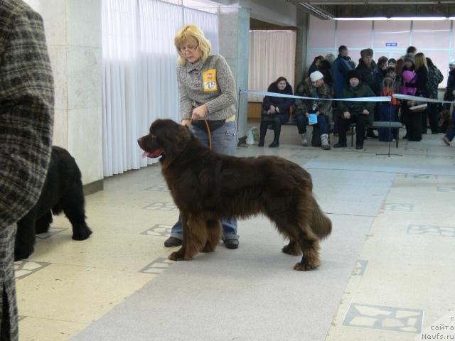 Фото: ньюфаундленд Zevs Braun (Зевс Браун)