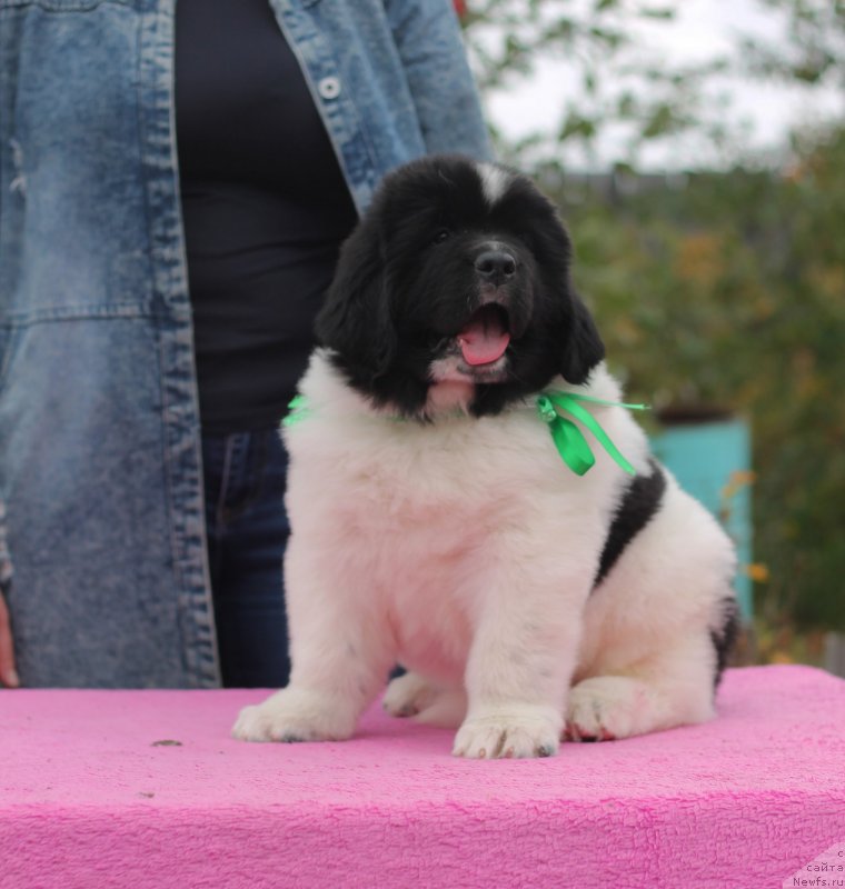 Фото: ньюфаундленд Obush Shed Kawai Panda (Обуш Шед Каваи Панда)