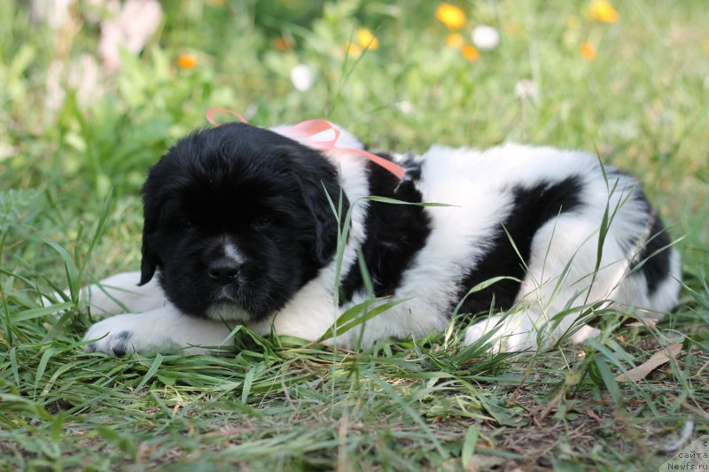 Фото: ньюфаундленд Obush Shed Kiseynaya Baryshnya (Обуш Шед Кисейная Барышня)