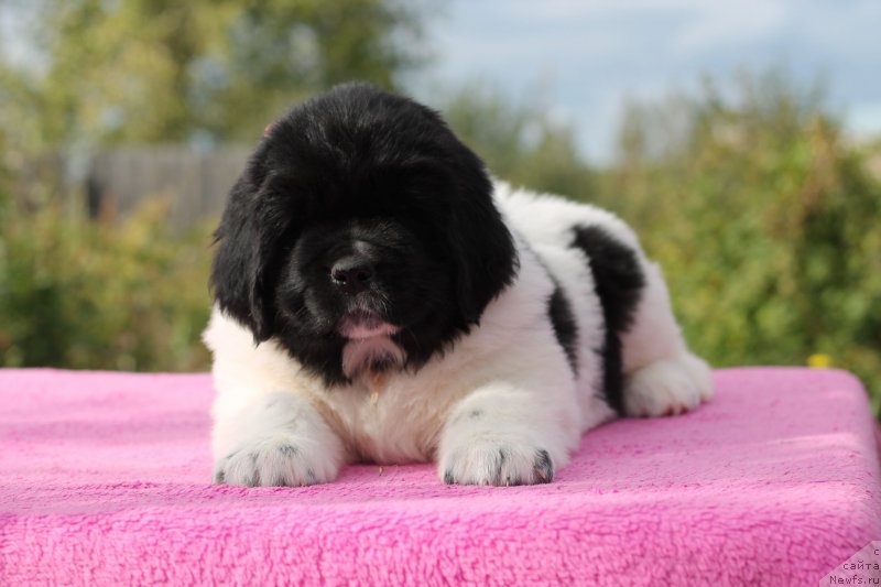 Фото: ньюфаундленд Obush Shed Kiseynaya Baryshnya (Обуш Шед Кисейная Барышня)