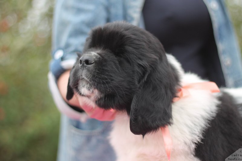 Фото: ньюфаундленд Obush Shed Kiseynaya Baryshnya (Обуш Шед Кисейная Барышня)