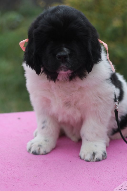 Фото: ньюфаундленд Obush Shed Kiseynaya Baryshnya (Обуш Шед Кисейная Барышня)